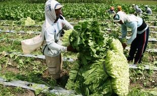 FOTO PERTANIAN KEDIRI : Kediri Panen Sawi, Harga Hanya Rp2.000/Kg