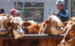 SAPI IMPOR : Jatim Perketat Impor Sapi, Jateng Lancar