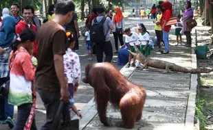 TAMAN SATWA TARU JURUG : Revitalisasi Taman Jurug Dilaksanakan Per Zona