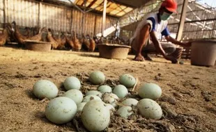 FOTO TELUR BEBEK : Melimpah, Harga Telur Bebek Turun