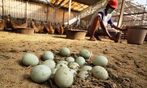 FOTO TELUR BEBEK : Melimpah, Harga Telur Bebek Turun