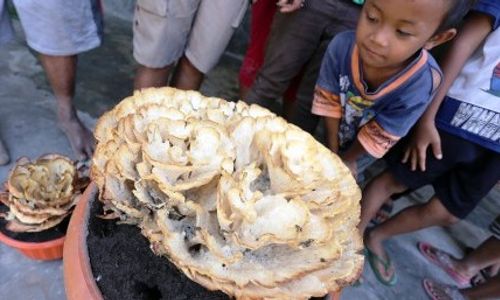 FOTO UNIK : Ini Dia Jamur Raksasa dari Blitar