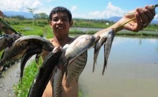 KISAH INSPIRATIF : Ternak Ikan Kutuk, Warga Madiun Jadi Jutawan