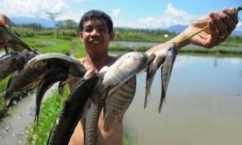 Bantul Genjot Konsumsi Ikan