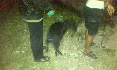 ISU BABI NGEPET SOLO : Lacak Babi Ngepet di Jagalan, Warga Kerahkan Anjing