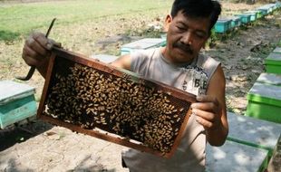 FOTO KAMPUNG MADU : Kampung Madu Kediri Migrasikan Lebah