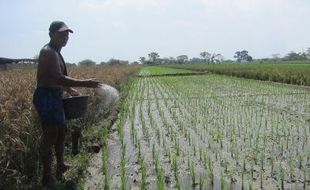 Alokasi Dipangkas, Harga Pupuk Bersubsidi di Klaten Malah Naik