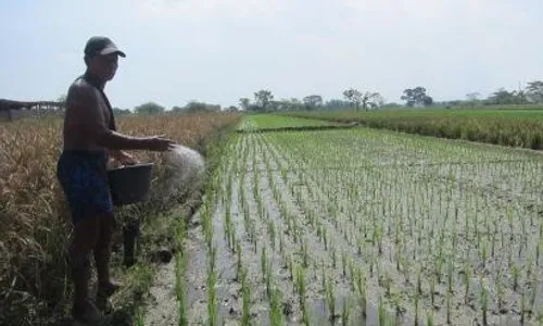 Alokasi Dipangkas, Harga Pupuk Bersubsidi di Klaten Malah Naik