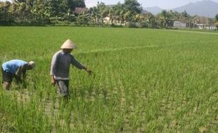 PERTANIAN WONOGIRI : Keong Mas Serang 25 Hektare Tanaman Padi 