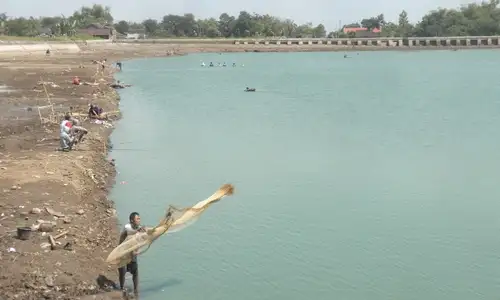 PERTANIAN SRAGEN : Air Waduk Brambang Susut, Pengairan Sawah Terganggu