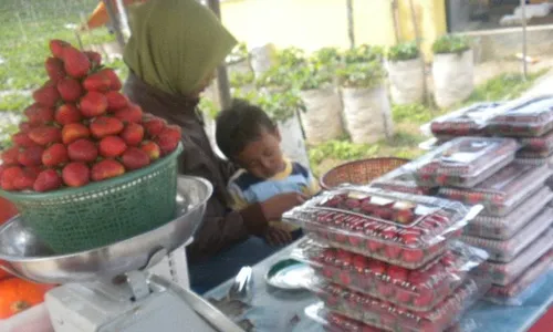 WISATA STROBERI MAGETAN : Inilah Khasiat Buah Stroberi yang Terhampar di Lereng Lawu