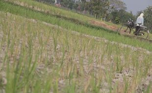 Musim Kemarau Basah, Sejumlah Wilayah Di Bantul Alami Kekeringan