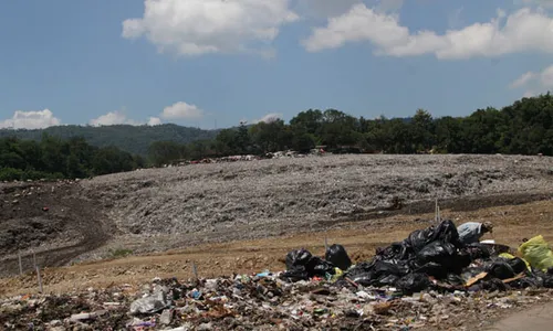 TPA PIYUNGAN BANTUL : Jagung Dimakan Sapi, Sakit Hati Petani