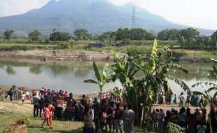 BUAYA SIDOARJO : Mengapa Penghuni Asli Kali Porong Menampakkan Diri?