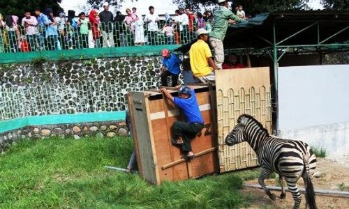 FOTO BATU SECRET ZOO : Zebra Batu Sudah Sampai Bukittinggi