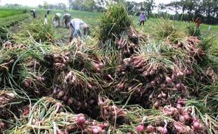 HARGA BAWANG MERAH : Cegah Permainan Tengulak, Bantul akan Gelar Lelang Terbuka