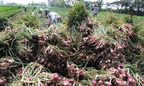 FOTO BAWANG MERAH Dipanen Dini di Kediri