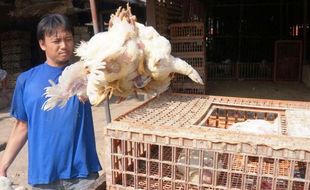 FOTO HARGA AYAM : Harga Ayam di Solo Masih Rp25.000/Kg