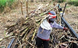 INDUSTRI GULA : PG Wonolongan Pacu Produksi, Kejar Laba Rp4 Miliar