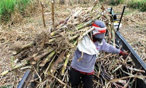 Naiknya Harga Gula Belum Dinikmati Petani Sragen