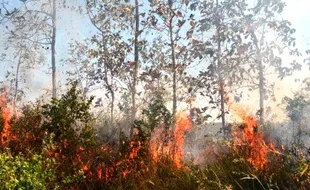 KEBAKARAN HUTAN : Polri Kerahkan Brimob dan Penyidik untuk Atasi Kebakaran Hutan