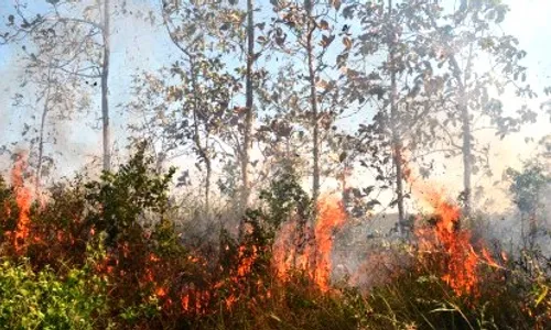 KEBAKARAN MERAPI : Hutan Lereng Merapi Kembali Terbakar