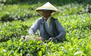 KEBUN TEH KULONPROGO : Ada Bantuan Rp750 Juta, Untuk Apa?