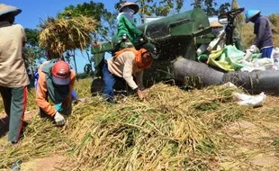 FOTO PERTANIAN JATIM : Harga Gabah Kering Stabil Rp4.100/Kg