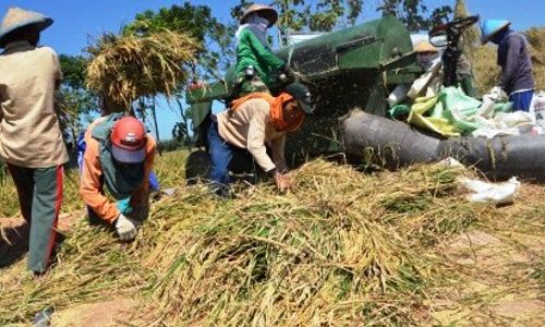 PERTANIAN TULUNGAGUNG : Tanaman Padi Roboh, Petani Tulungagung Terpaksa Panen Dini