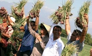 FOTO PERTANIAN JATIM : Menteri Pertanian Panen Bawang Nganjuk