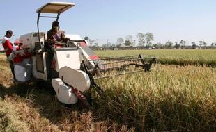 El Nino Usai, La Nina Jadi Alasan Impor Beras Lagi?