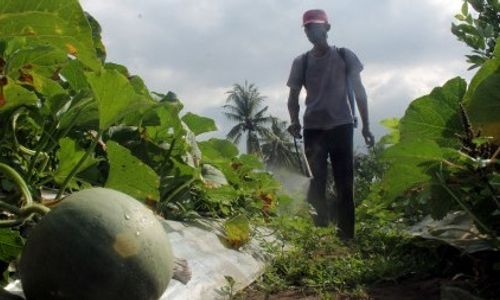 FOTO PERTANIAN JATIM : Petani Melon Berantas Hama Kresek