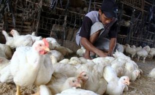 FOTO RAMADAN 2015 : Harga Naik, Permintaan Ayam Merosot