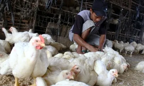 HARGA KEBUTUHAN POKOK : Populasi Dikurangi, Harga Ayam Segera Naik