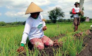 PERTANIAN BANTUL : Bibit Mahal, Petani tetap Pilih Tanam Bawang Merah di Musim Panas