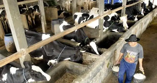 Pasok Susu untuk MBG, Koperasi di Sleman Bakal Terima 1.500 Sapi dari Australia