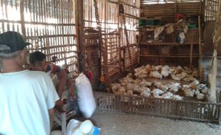 Relokasi Pasar Ayam Semanggi ke Luar Solo, Pemkot Bidik Gondangrejo