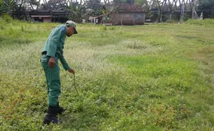 PENGHIJAUAN SOLO : Kurang Terawat, Ratusan Bibit Pohon Mangga di Semanggi Mati