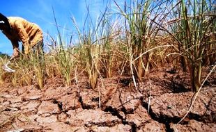 Sedih! Lahas Padi 242 Hektare Gagal Panen, Petani di Gunungkidul Rugi Rp1,6 M