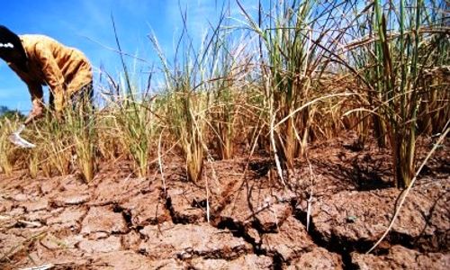 Sedih! Lahas Padi 242 Hektare Gagal Panen, Petani di Gunungkidul Rugi Rp1,6 M