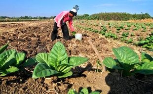 FOTO KEMARAU 2015 : Petani Demak Tinggalkan Padi