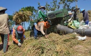 PERTANIAN BOYOLALI : Harga Gabah Anjlok saat Panen, Petani Menjerit