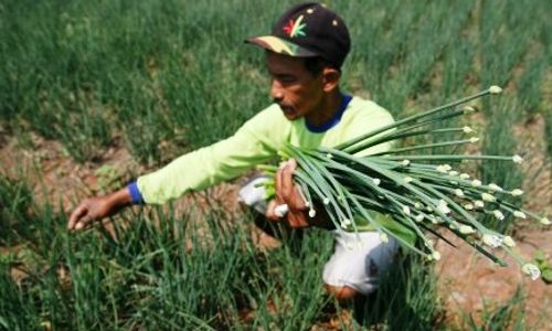 FOTO PERTANIAN JATIM : Bunga Bawang Merah Rp10.000/Kg