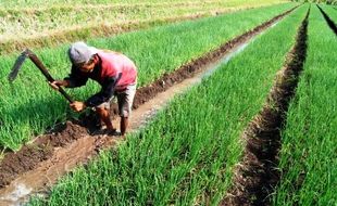 FOTO PERTANIAN SEMARANG : Petani Bawang Andalkan Air Embung