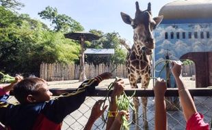 Komisi B DPRD Surabaya Tolak Program Night Zoo KBS, Ganggu Kenyamanan Satwa