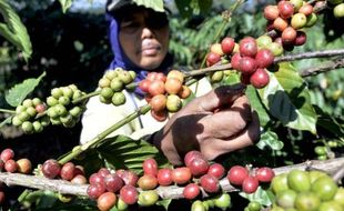 Robusta Temanggung, Kopi Mewah Kelas Dunia