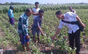 PENEMUAN GRANAT : Cangkul Diayunkan, Granat Nanas Ditemukan di Situbondo