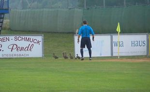 VIDEO UNIK SEPAK BOLA : Bebek-Bebek Ini Bikin Pertandingan Berakhir Lebih Cepat