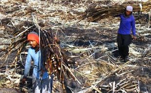 FOTO INDUSTRI GULA : Inilah Tebu untuk Pabrik Gula di Ngawi