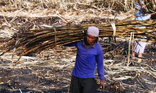 INDUSTRI GULA : Diproyeksikan Produksi Liquid Sugar dan Nira Mentah, 4 PG PTPN IX Dikaji